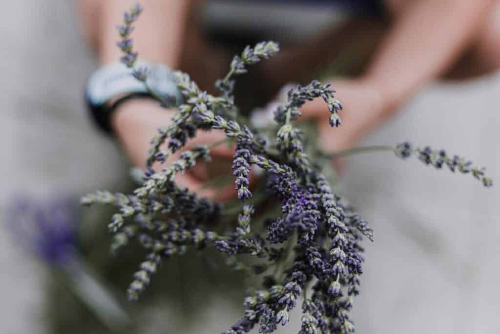 lavender-herbal-medicine